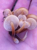 Flammulina velutipes var. lupinicola image