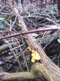 Flammulina velutipes var. lupinicola image