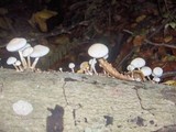 Oudemansiella mucida image