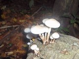 Oudemansiella mucida image