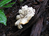 Cantharellus subalbidus image
