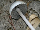 Panaeolus antillarum image