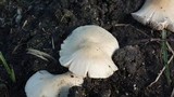 Termitomyces clypeatus image