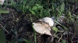 Termitomyces clypeatus image
