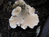 Cantharellus subalbidus image