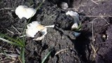 Termitomyces clypeatus image