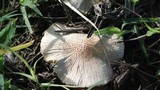 Termitomyces clypeatus image