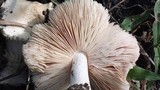 Termitomyces clypeatus image
