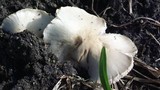 Termitomyces clypeatus image