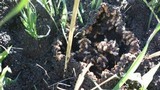 Termitomyces clypeatus image