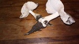 Termitomyces clypeatus image