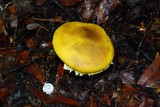 Floccularia albolanaripes image