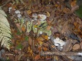 Oudemansiella mucida image