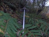 Coprinopsis picacea image