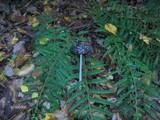 Coprinopsis picacea image