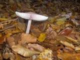 Mycena rosea image