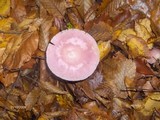 Mycena rosea image