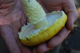 Floccularia albolanaripes image