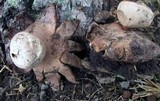 Geastrum rufescens image