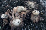 Geastrum rufescens image