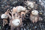 Geastrum rufescens image