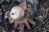 Geastrum rufescens image
