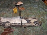 Mycetinis alliaceus image