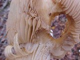 Hebeloma crustuliniforme image