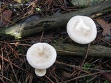Clitocybe phyllophila image