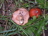 Lactarius substriatus image