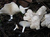 Clitocybe phyllophila image