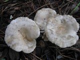 Clitocybe phyllophila image