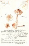 Lepiota cristata image