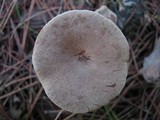 Clitocybe costata image