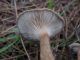 Clitocybe costata image