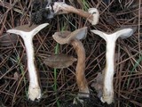 Clitocybe costata image