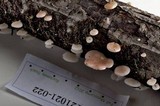 Pleurotopsis longinqua image