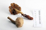 Gymnopilus punctifolius image
