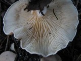 Clitocybe phyllophila image