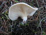 Clitocybe phyllophila image