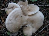 Clitocybe phyllophila image