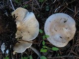 Clitocybe phyllophila image