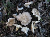 Clitocybe phyllophila image