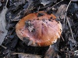 Tricholoma stans image