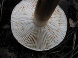 Tricholoma stans image