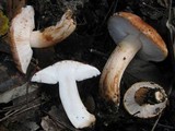 Tricholoma stans image