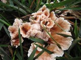 Abortiporus biennis image