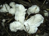 Entoloma abortivum image