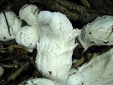Entoloma abortivum image
