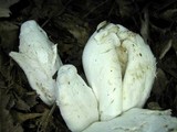 Entoloma abortivum image